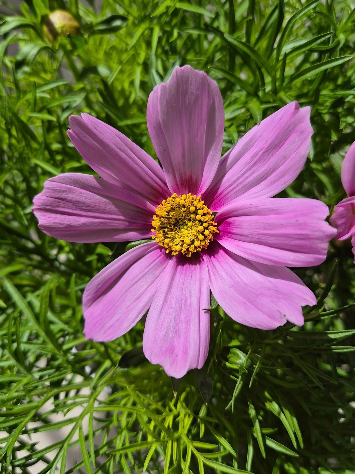 Garden Cosmos Flower